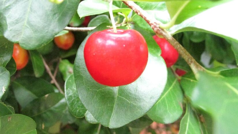 A aceroleira tem crescimento rápido e se adapta muito bem aos vasos (Foto: Wikimedia commons/Zaiane Sá)