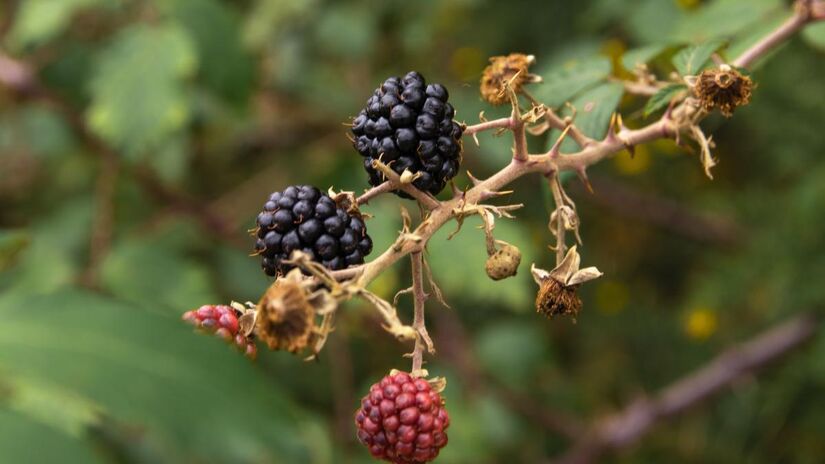 A amoreira-preta, especialmente nas versões anãs, é uma ótima escolha para quem quer cultivar frutas em vasos (Foto: Freepik)