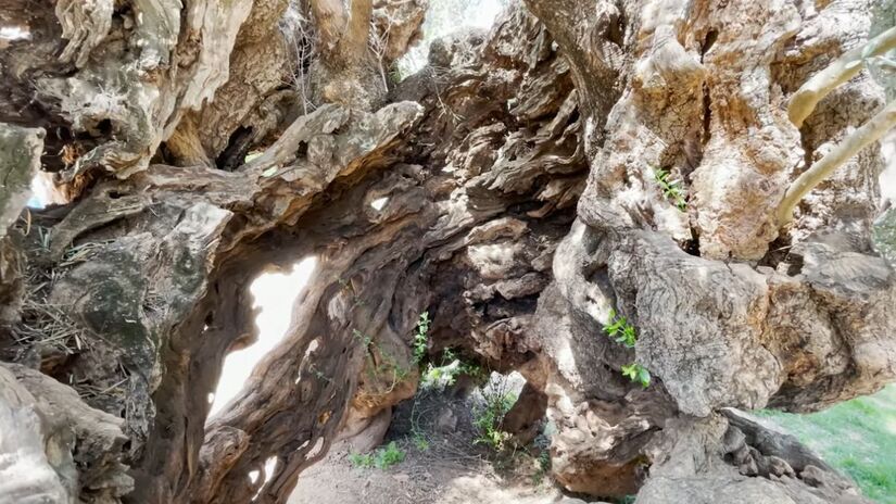 Embora o cerne do tronco tenha desaparecido há séculos, a oliveira permanece surpreendentemente saudável. Estudos apontam folhas e caules com traços típicos de árvores jovens, um sinal de vigor biológico raro para um organismo com cerca de 4.000 anos. Fotos: Reprodução YT/Approach Guides