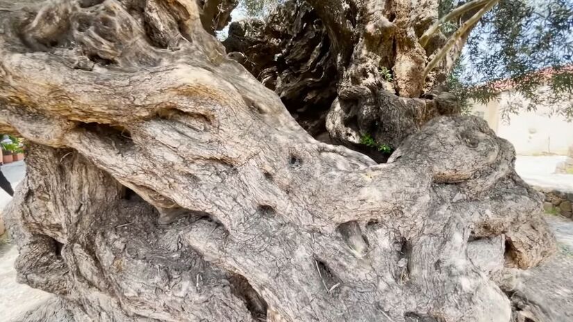 O trajeto cruza colinas e olivais, com estradas rurais tranquilas. É um passeio de meio dia, perfeito para quem quer sair do roteiro corrido das praias.