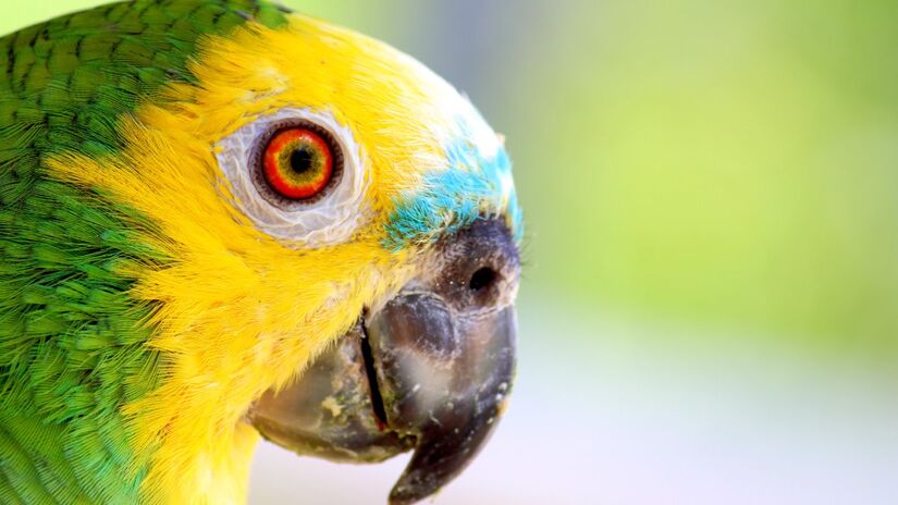 O papagaio-verdadeiro pode viver até 80 anos e chamou a atenção de cientistas por sua vitalidade incomum (Foto: Gildasio Oliveira/Wikimedia Commons)