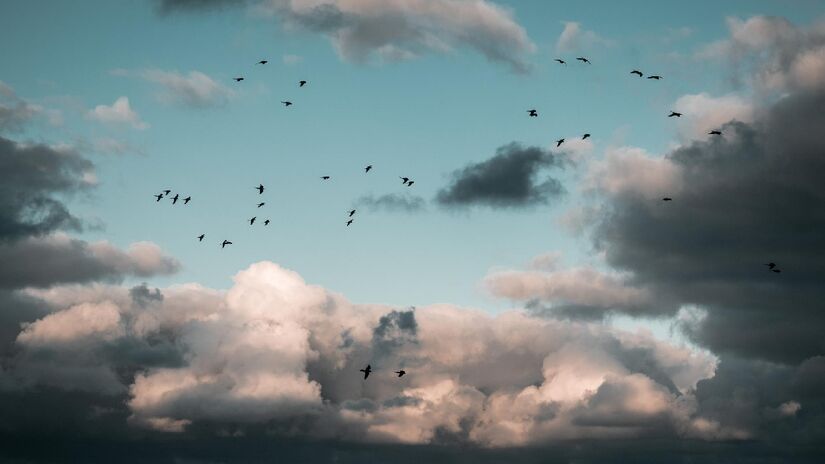 De acordo com o estudo, os navios que cruzam o Mar Mediterrâneo (entre a Europa, África e Ásia) podem servir como locais de descanso improvisados para as aves - (Wirestock/Freepik)