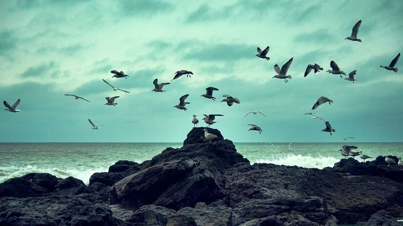 Diante de uma aventura tão longa, muitos podem se questionar como os pássaros não acabam exaustos durante os voos sobre o oceano (onde não há terra ou árvores para descanso) - (Wirestock/Freepik)