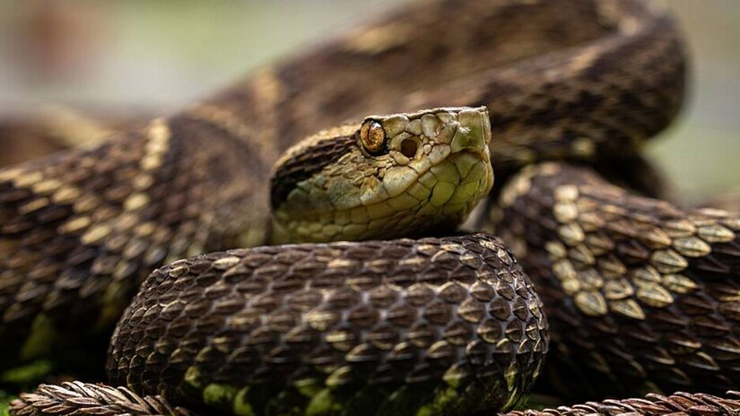 Embora seja muito associada à Mata Atlântica, a espécie demonstra uma impressionante capacidade de adaptação e pode ser encontrada desde a Bahia até o Rio Grande do Sul.