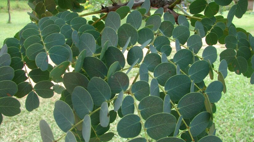 Planta típica do cerrado, o barbatimão é usado há séculos por suas propriedades cicatrizantes e anti-inflamatórias (Foto: Eurico zimbres/ Wikimedia Commons)