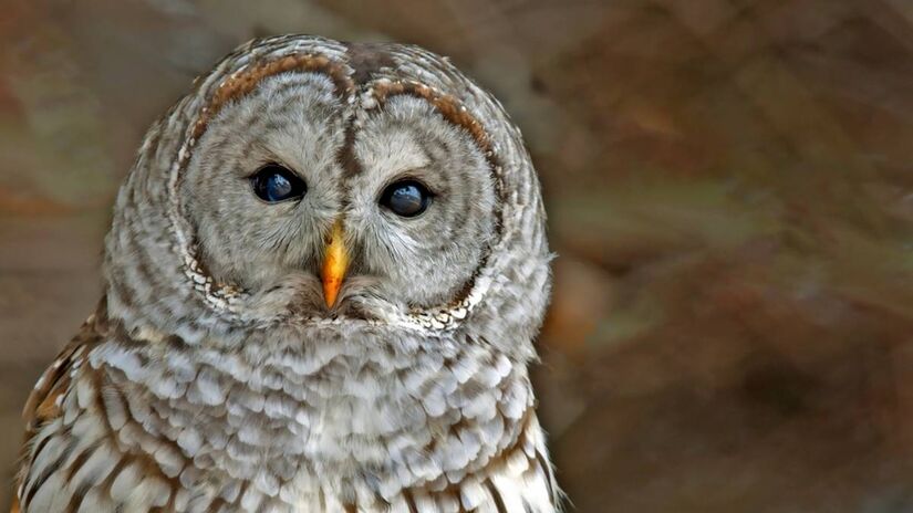 Foto: Wikimedia Commons