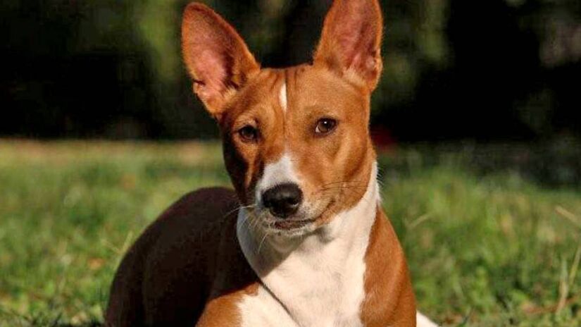 Basenji: o cão que não late

Chamado de "o cão que não late", o Basenji é uma das raças mais limpas do mundo canino. Tem pelagem curta, lisa e sem oleosidade, o que evita odores. Ele também tem o hábito de se lamber, como os gatos, mantendo o corpo sempre limpo e com cheiro neutro.
