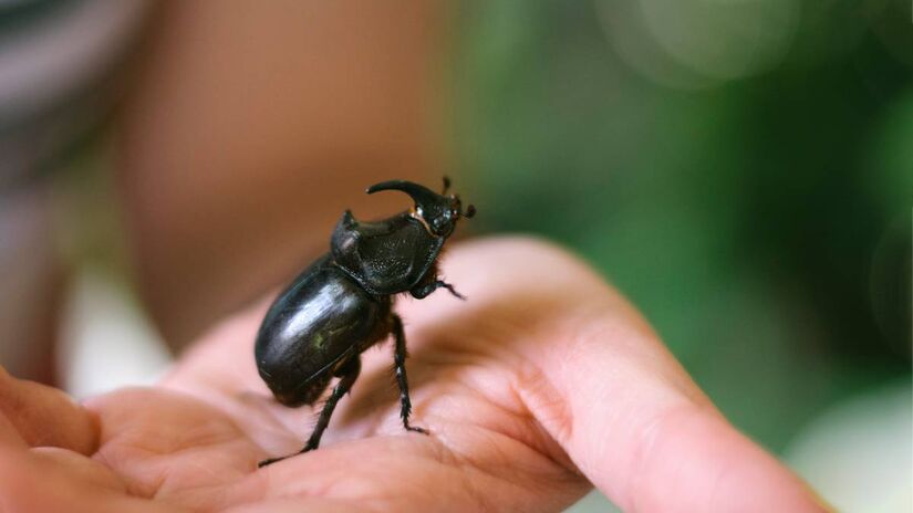 Besouros da espécie Tribolium castaneum durante fase de observação em laboratório, onde pesquisadores analisam como a proporção de machos e fêmeas altera o comportamento sexual dos insetos.