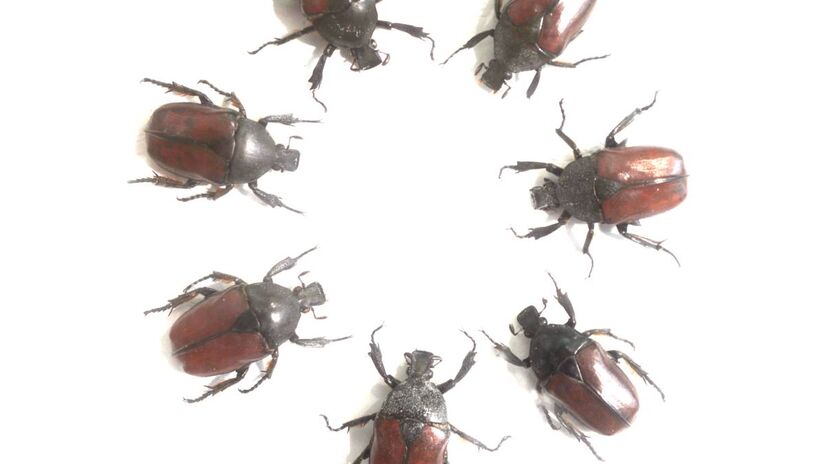 Machos de Tribolium castaneum interagem em arena experimental criada pela Universidade de East Anglia, ambiente que permitiu avaliar a frequência de relações homo e bissexuais entre os insetos.