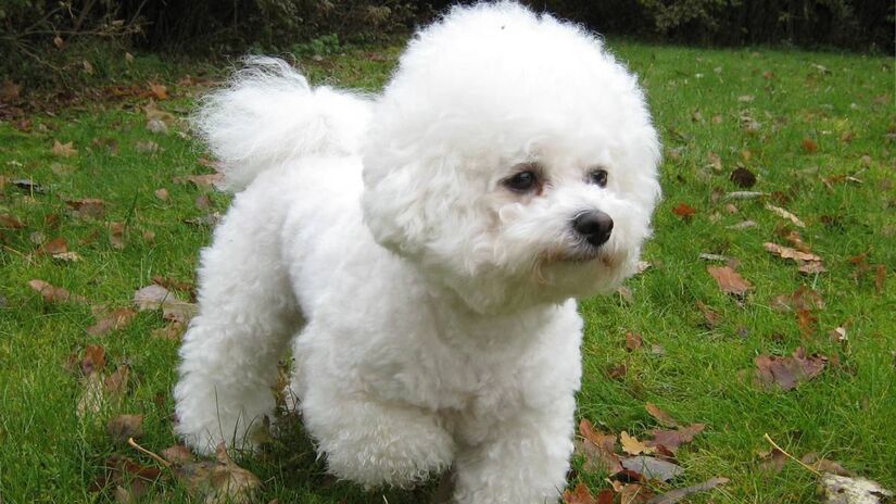 Bichon Frisé: a nuvem inodora

Com aparência fofa e pelagem branca e seca, o Bichon Frisé quase não tem cheiro. Além de manter o ambiente mais limpo, é adaptável e sociável, ideal para espaços reduzidos.

Fotos: Wikimedia Commons
