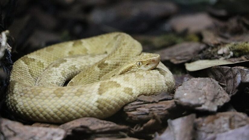 Sua cabeça relativamente maior e os dentes mais curtos ajudam na captura e na deglutição de aves (Foto: Nayeryouakim/Wikimedia Commons)