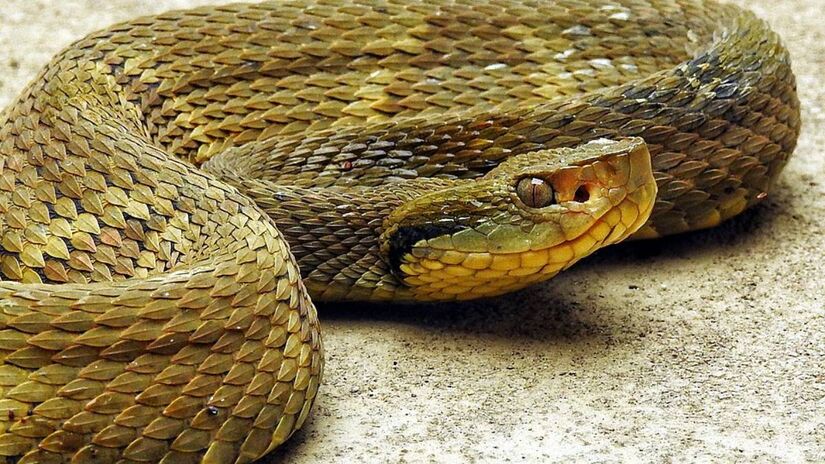 Identificar uma jararaca pode ser um desafio devido ao seu policromatismo. Essa característica permite que a cobra varie suas cores entre tons de marrom, verde e cinza, o que ajuda muito na sua camuflagem entre folhas e galhos. Fotos: Wikimedia Commons
