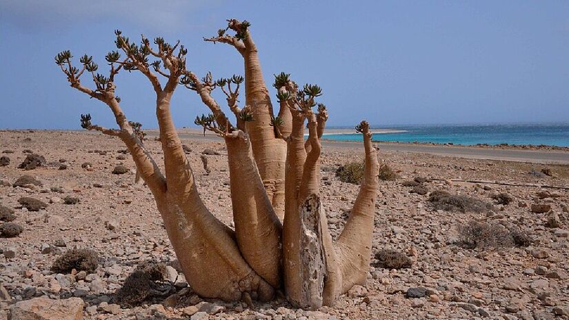 Outra curiosidade da flora local é a Árvore Garrafa, cujo tronco lembra uma pata de elefante (Foto: Rod Waddington/Wikimedia Commons)