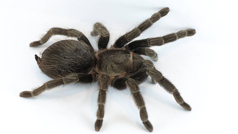 Tarântula

Para os curiosos que gostam de analisar o mundo animal, a tarântula é um pet extraordinário. A maioria das espécies não é agressiva ou venenosa, ocupam pouco espaço e necessitam de poucos cuidados. Você deve providenciar um terrário com substrato para que ela possa cavar esconderijos. A manutenção é fácil, mas a criação deste aracnídeo também exige licença do IBAMA.

Porte: pequeno (10 a 20 cm).

Expectativa de vida: fêmeas até 14 anos, machos até 6 anos.

Foto: Wikimedia Commons