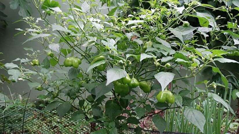 Além de abrigar paisagens exuberantes, Natividade da Serra também é considerada a Capital Estadual do Cambuci (Foto: YuriNikolai/Wikimedia Commons)