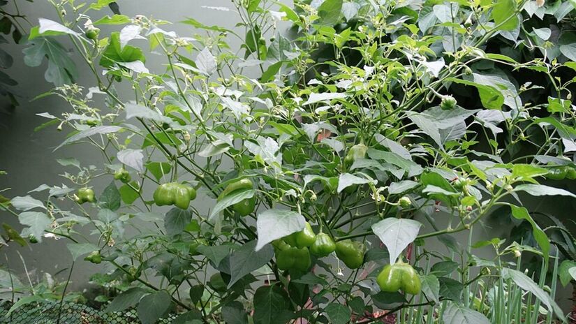 O cambucizeiro, árvore que dá origem ao fruto cambuci, está ameaçado de extinção (Foto: YuriNikolai/Wikimedia Commons)