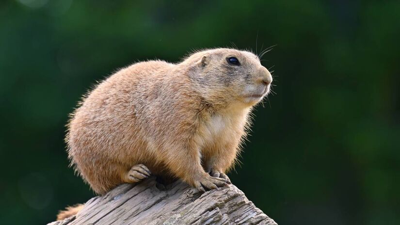 Marmotas: podem hibernar por até oito meses, com batimentos cardíacos caindo para apenas \(3-4\) batimentos por minuto.