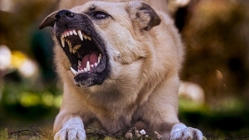 Algo que não se deve fazer de maneira alguma, segundo Rossi, é provocar o pet, pois isso apenas iria piorar a situação - (Alexas Fotos/Pexels)