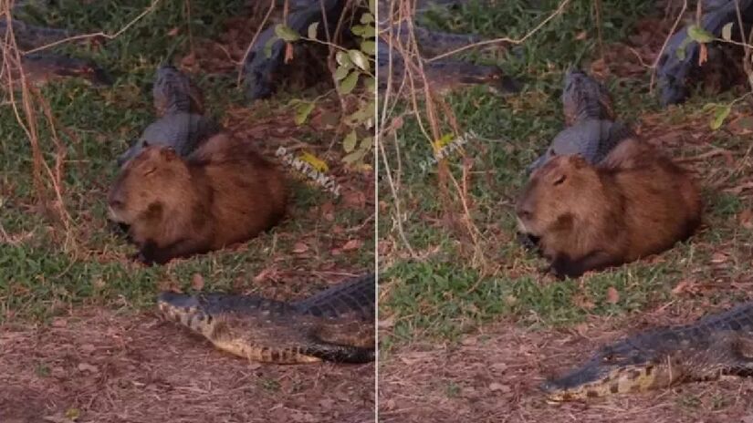 Capivaras por vezes até dormem perto de jacarés. Imagem: Reprodução Pantanal Oficial