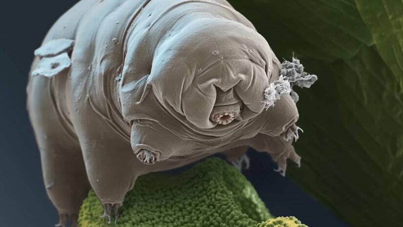 Ao enfrentar condições adversas, o urso d'água expele quase todo o líquido vital e entra em um estado de vidro biológico chamado tun, no qual pode permanecer "desligado" por décadas sem envelhecer. Fotos: YouTube