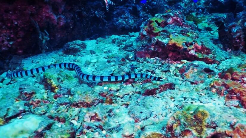 Cobra-marinha-de-Belcher vive no Sudeste Asiático e em águas rasas próximas a ilhas e recifes
