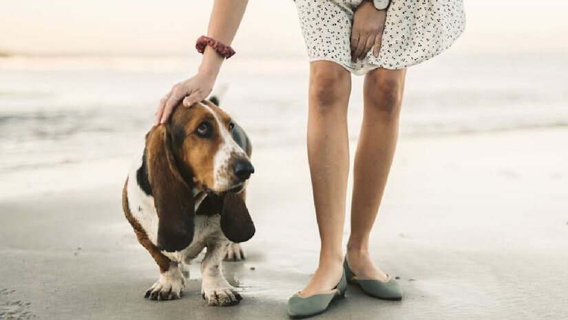 Em 2014, um estudo da Universidade da Califórnia, nos Estados Unidos, revelou, após algumas observações, que era recorrente que os cães reagissem de maneiras "ciumentas" quando os tutores apresentavam carinho por outro animal (mesmo que fosse um bicho de pelúcia) - (Taryn Elliott/Pexels)