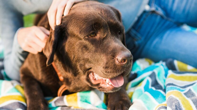 No entanto, você nunca deve usar protetor solar humano em animais (Foto: Freepik)