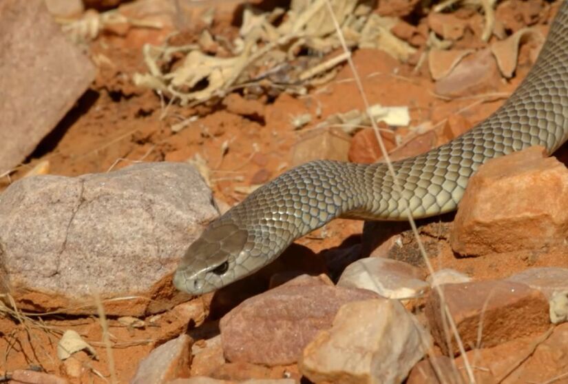 Cobra marrom é a segunda cobra terrestre mais venenosa do mundo (Fotos: Reprodução/Youtube)