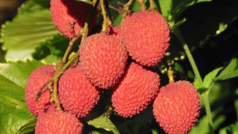 A safra de 2024 superou as 6 toneladas, segundo o IBGE. Imagem: Tabuba/Wikimedia Commons