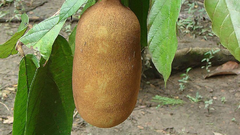 Cupuaçu é do mesmo gênero do cacau. Imagem: Dick Culbert/Wikimedia Commons