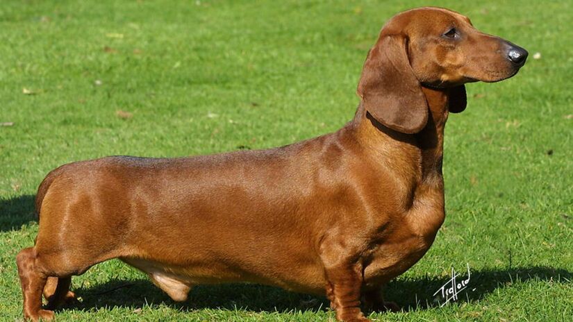 Dachshund: o salsicha limpinho

Apesar do corpo alongado e da fama de teimoso, o Dachshund produz pouca oleosidade e quase não tem cheiro. Com banhos regulares e alimentação equilibrada, o odor é mínimo  prova de que tamanho não define limpeza.
