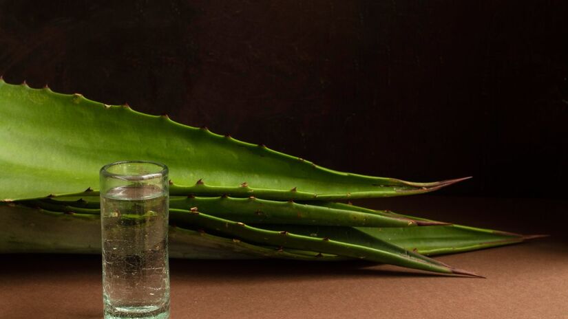 Aplicada em gel puro ou em máscaras caseiras, a babosa oferece resultados visíveis e acessíveis para uma pele mais jovem e saudável (Fotos: Freepik)