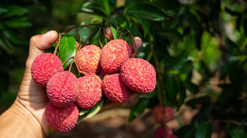 Aliada no tratamento do diabetes, a lichia ajuda a controlar os níveis de açúcar no sangue 