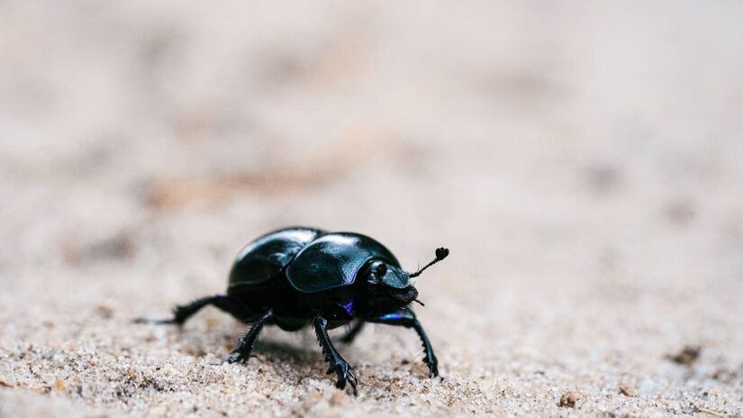Grupo de besouros utilizado nos testes científicos conduzidos ao longo de várias gerações, etapa essencial para entender como a pressão reprodutiva muda conforme o número de fêmeas na colônia. Fotos: Freepik