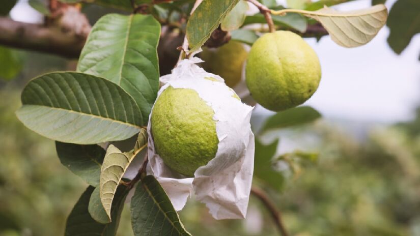 Ensacar as goiabas individualmente garante que elas cresçam bastante e evita o uso de agrotóxicos. Imagem: Gabriel Rosa/AEN