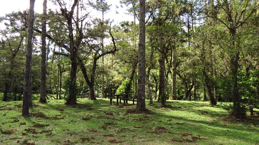 2. Horto Florestal (Foto: Dejalmadsj/Wikimedia Commons)