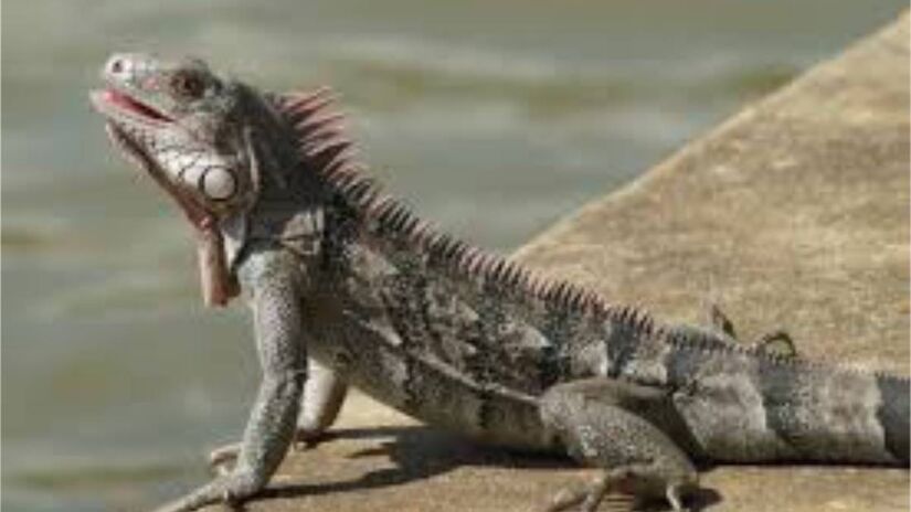  Iguana

Apesar de ser um animal silvestre, a iguana costuma ser dócil e se adapta bem à vida em apartamento, desde que tenha um ambiente adequado. Ela gosta de ficar quietinha e em paz. Você deve fornecer um terrário vertical com troncos, temperatura média de 30°C e boa umidade. A adaptação exige paciência, podendo levar cerca de 3 meses. Assim como outros animais silvestres, a adoção requer autorização do IBAMA e um chip de identificação.

Porte: pequeno a médio (até 2 metros).

Expectativa de vida: até 30 anos.

Foto: Wikimedia Commons