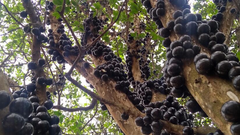 Apesar de crescer bastante quando plantada no solo, em vasos a jabuticabeira se desenvolve de forma mais contida (Foto: Wikimedia commons/Zambianco)