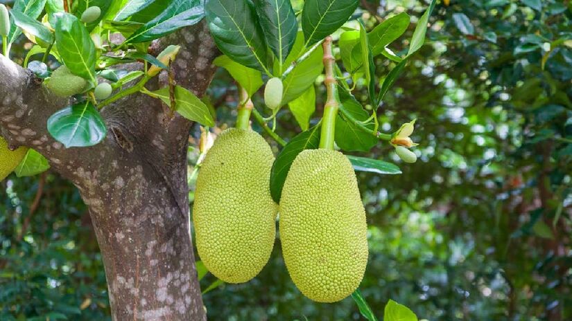 O sabor da fruta é doce, comparado com um mix de frutas como maçã, abacaxi, banana e manga. A parte mais consumida é a polpa, comestível seja madura ou ainda verde - (Azad Azahari/Pexels)