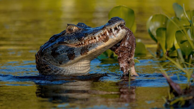 Jacarés preferem predar peixes e outros seres aquáticos. Imagem: Jairmoreirafotografia/Wikimedia Commons