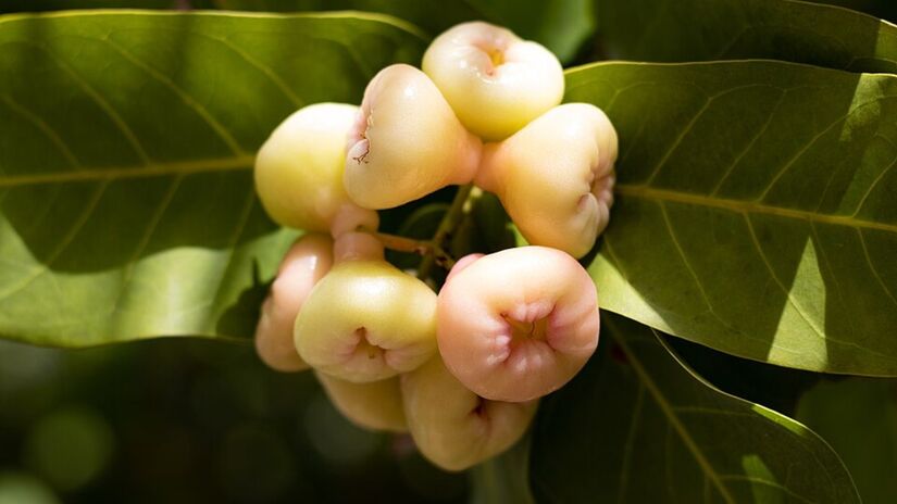 Graças aos antioxidantes e às fibras, o consumo do jambo pode ajudar a reduzir o colesterol LDL e favorecer a circulação (Foto: Burle Beline/Wikimedia Commons)