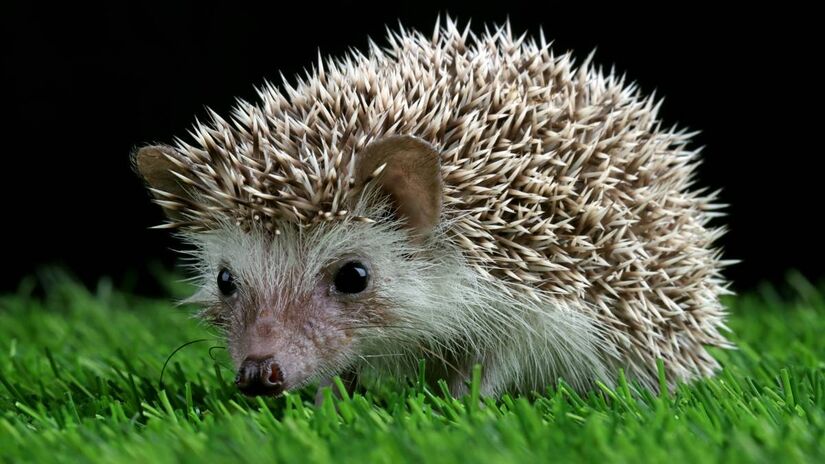 Ouriços: costumam hibernar em tocas que cavam no solo, permanecendo nesse estado entre novembro e março.