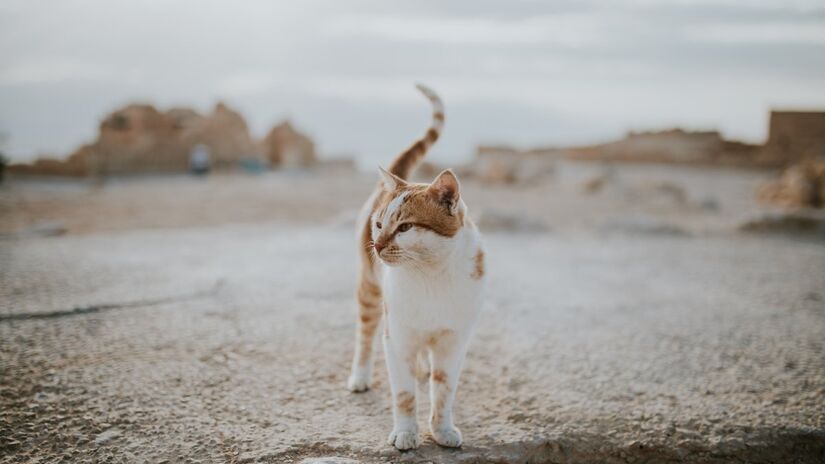 Entre o silêncio das ruas e o ronronar dos gatos, Tabarca mantém seu encanto (Fotos: Freepik)