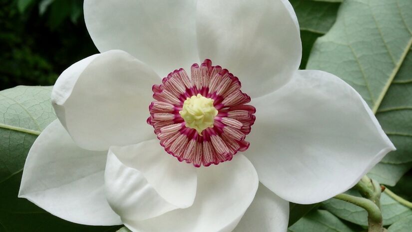 Além de decorar, a magnólia purifica o ar e transforma ambientes urbanos em refúgios verdes e acolhedores (Foto: William (Ned) Friedman/Wikimedia Commons)