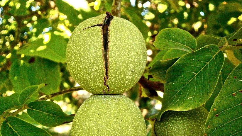 Nogueiras não se dão bem com a poda, então é melhor fazer na primavera e verão. Imagem: Pickpik