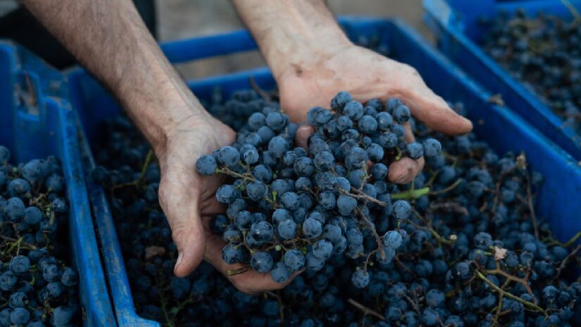 Colheita das uvas, realizada com filhos e netos, se tornou um ritual simbólico para muitos proprietários.
Fotos: Divulgação