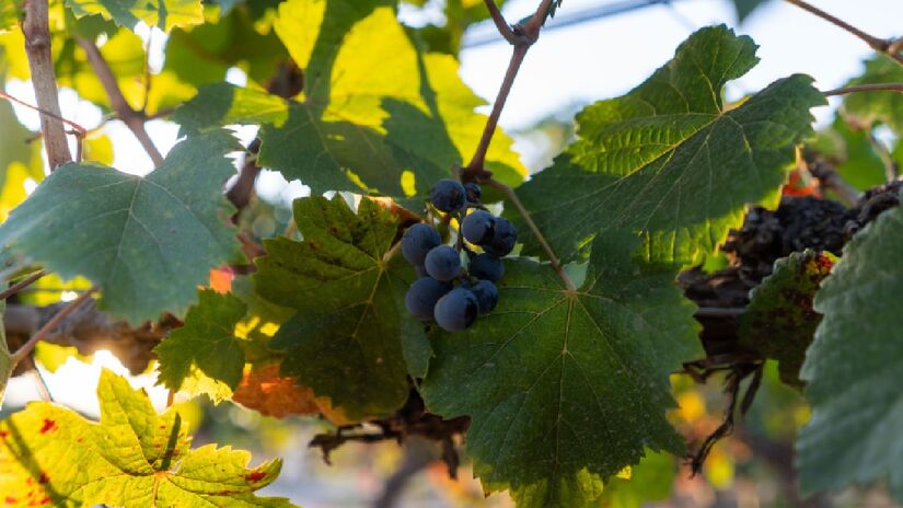 Ideia foi criada há 29 anos pelo enólogo e agrônomo Antonio Más, pioneiro no setor.