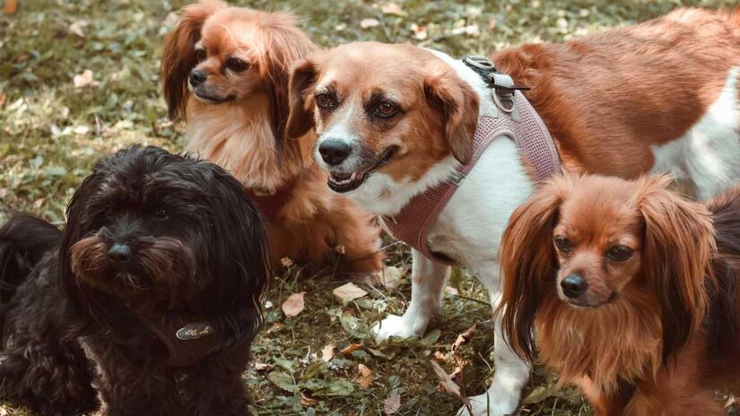 Primeiro andar será dedicado à adoção de cães, sob responsabilidade da ONG Encontrei Um Amigo, em um ambiente sem baias ou grades para facilitar o contato entre visitantes e os animais.