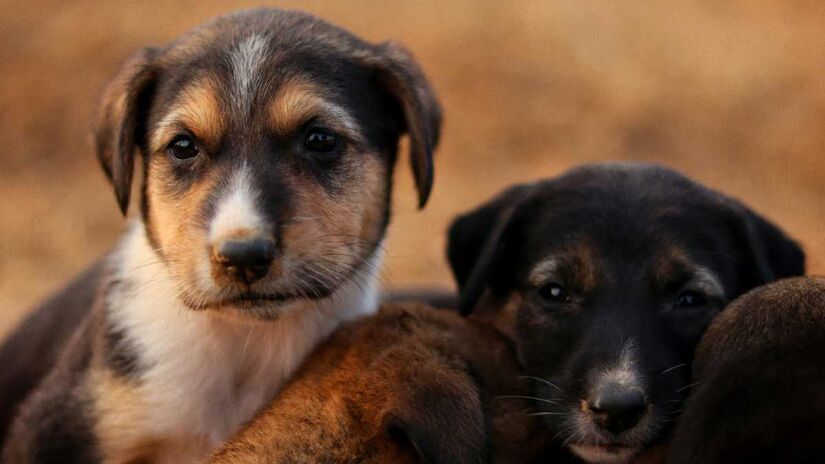 Inspirado em centros de adoção permanente internacionais, o local foi pensado para facilitar a conexão entre visitantes e animais resgatados.