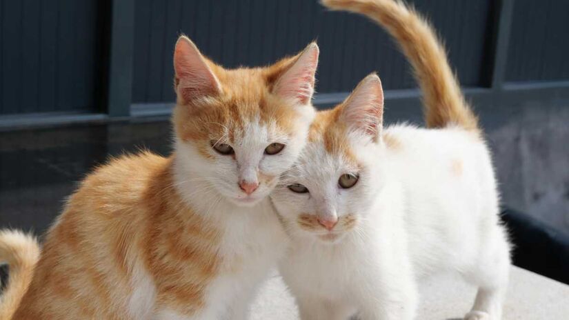 Segundo andar, projetado pela empresa Woolie Design, será voltado aos gatos, com recepção educativa e área gatificada, equipada com passarelas e arranhadores.